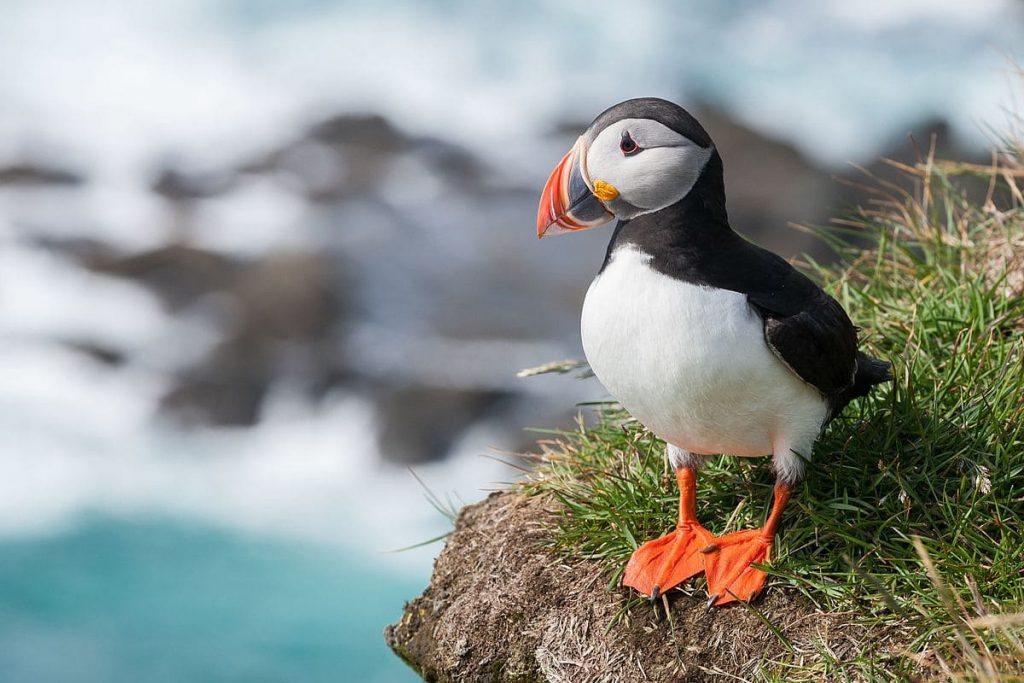 15 Amazing Birds With Orange Beaks In The World Red Rock Scenic By Way   Atlantic Puffin 1024x683 