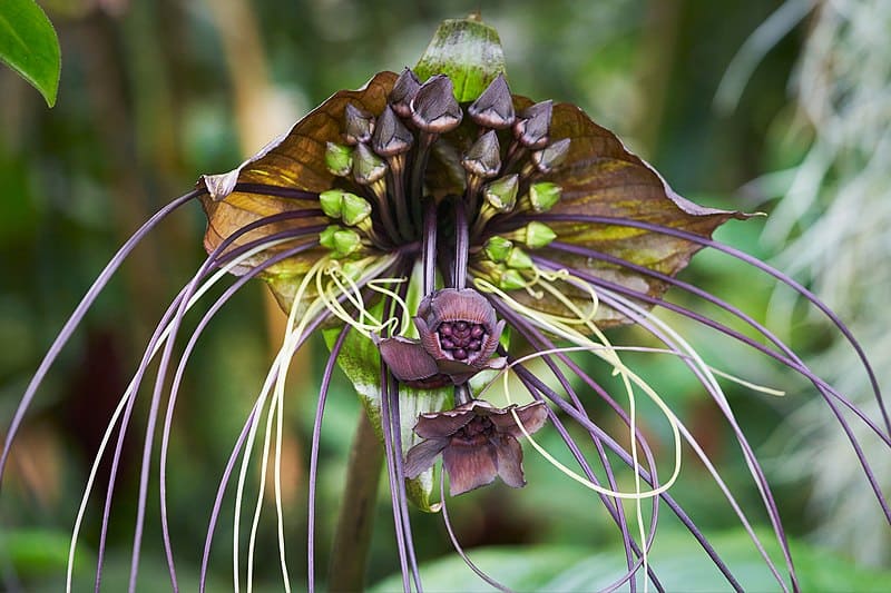 Black bat flower