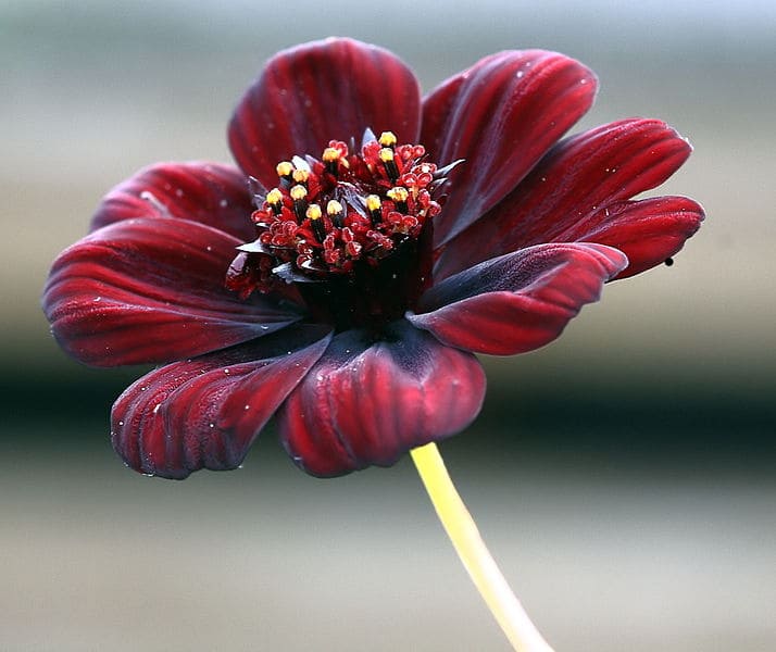 Chocolate Cosmos