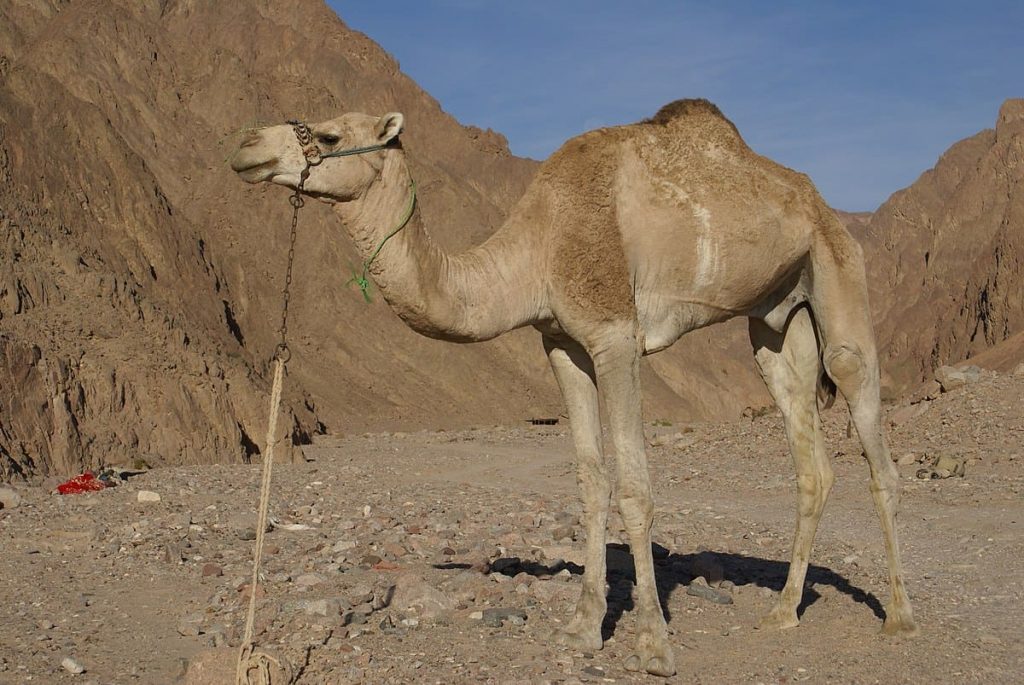 Dromedary Camel