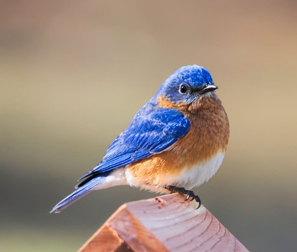 Eastern Bluebird