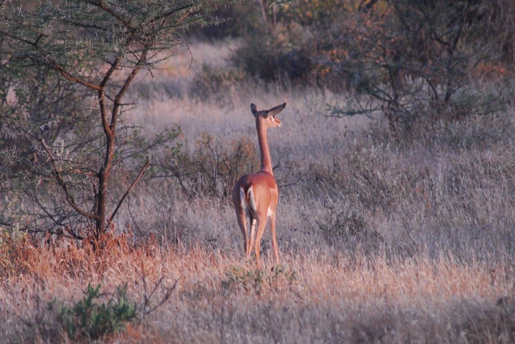 13 Long Neck Animals In The World - Red Rock Scenic By Way