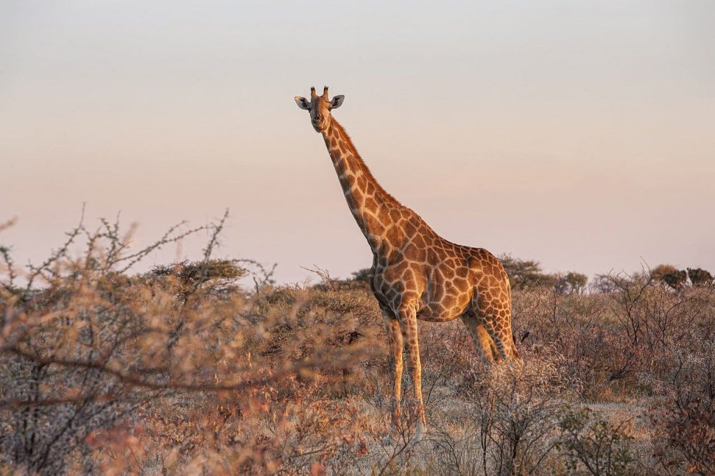 13 Long Neck Animals In The World Red Rock Scenic By Way