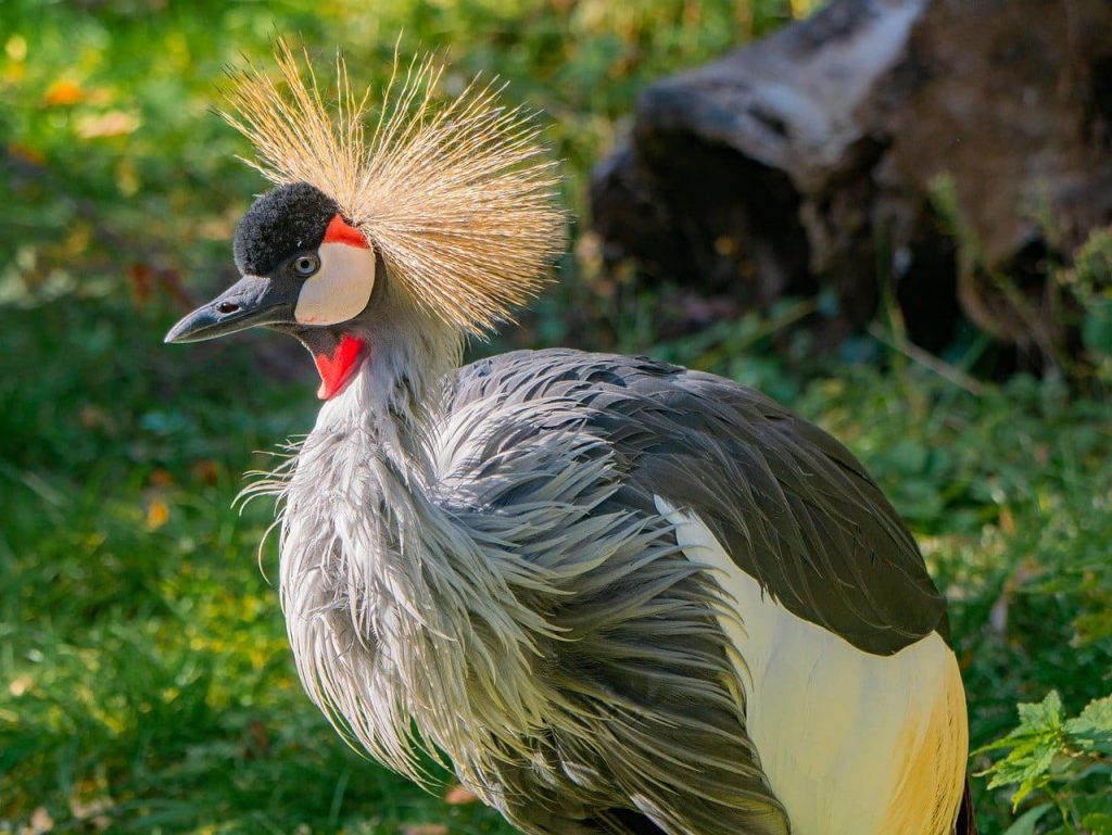 Grey Crowned Crane