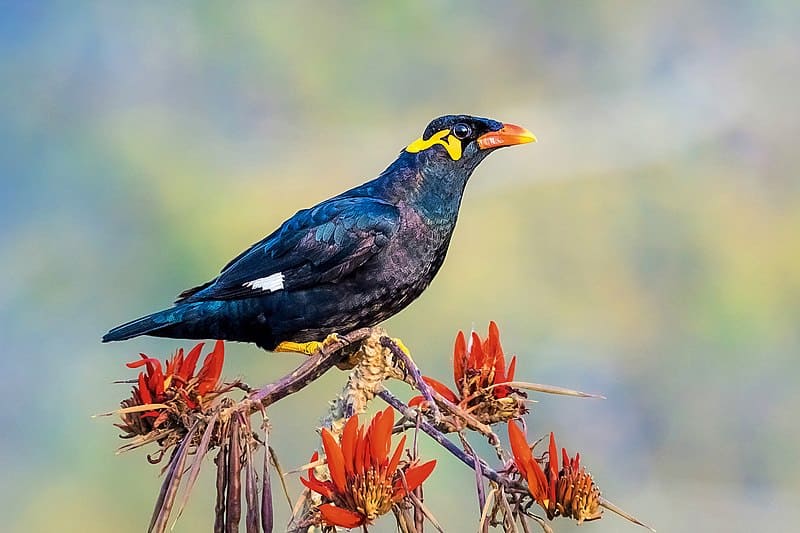 Hill Mynah