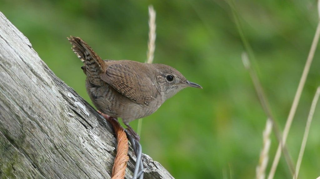 House Wren