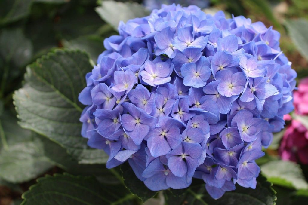 Hydrangea