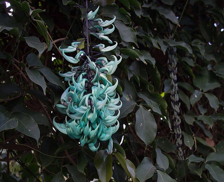 Jade Vine