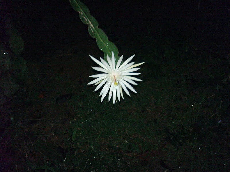 Kadupul Flower