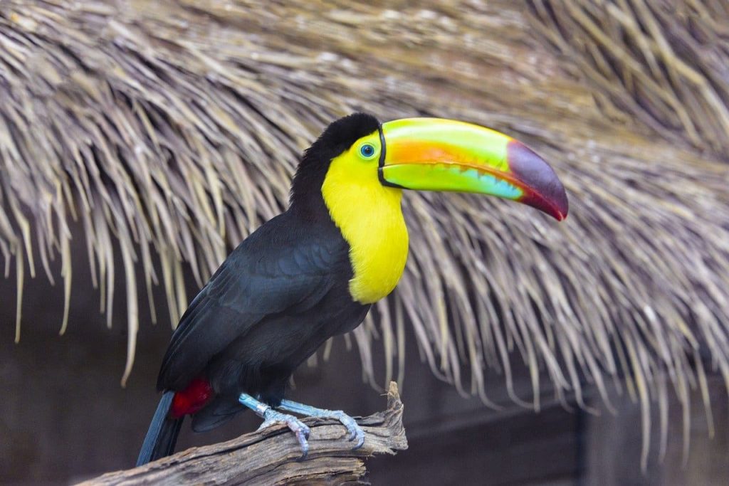 Keel-billed toucan