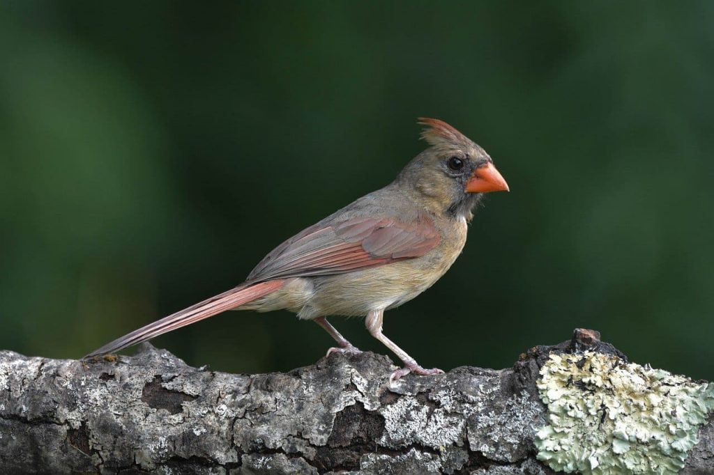 16 Amazing Birds With Red On Head Red Rock Scenic By Way   Northern Cardinal 1024x682 