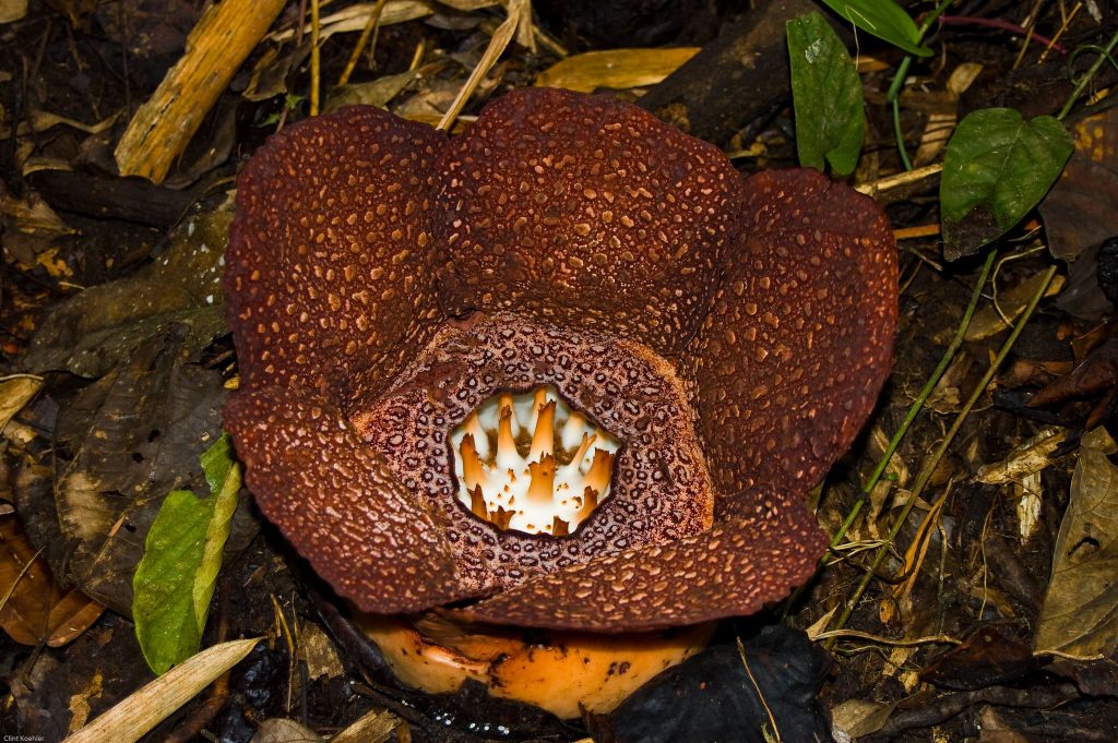 Rafflesia arnoldii