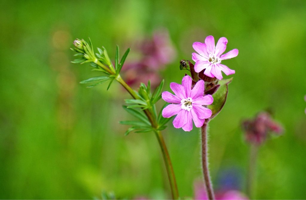 Red campion