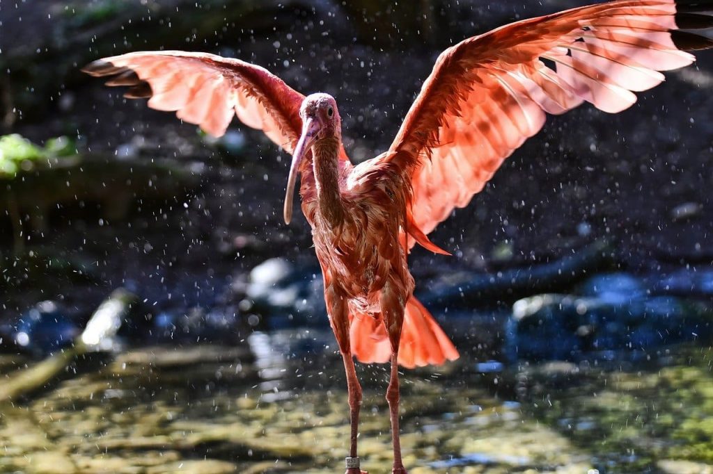 Scarlet ibis