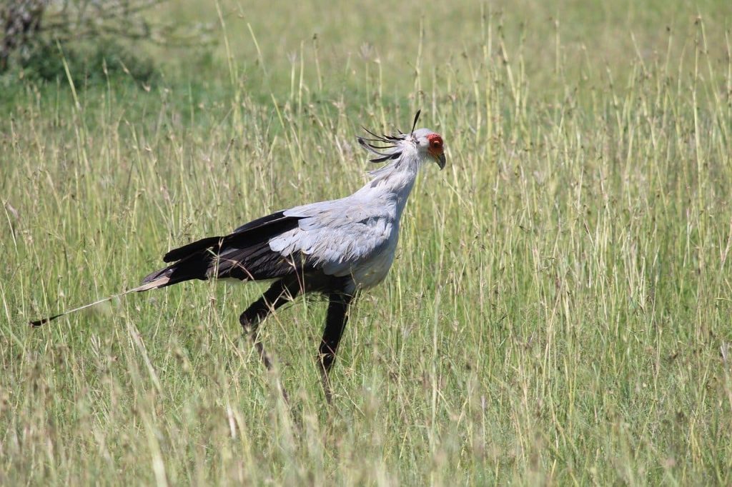 Secretarybird