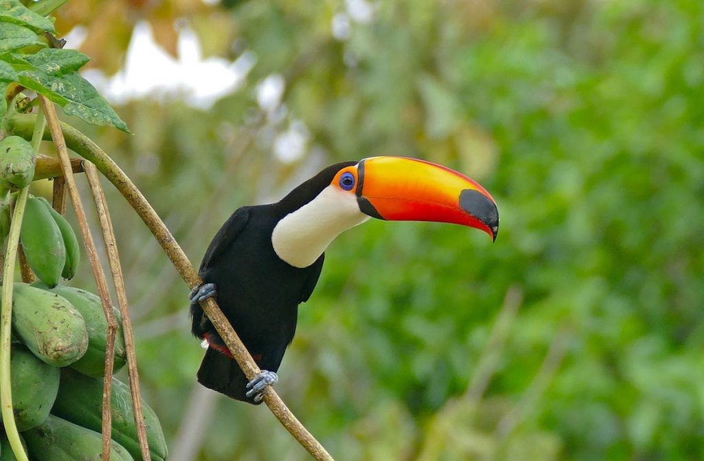 Toco toucan