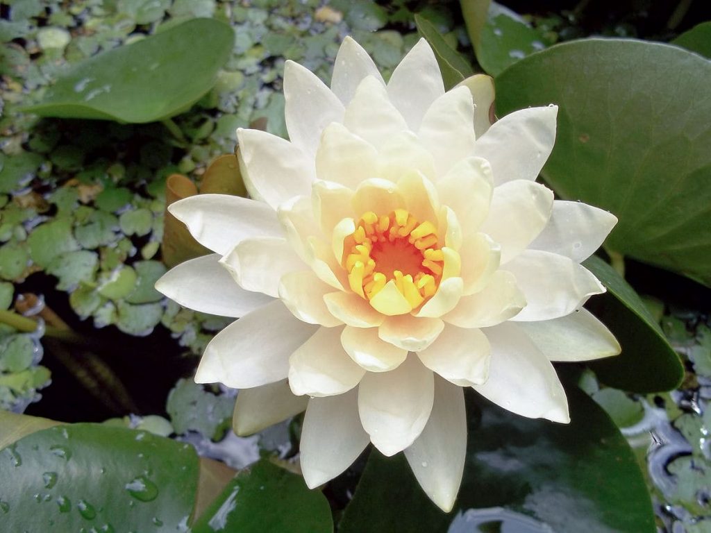 White American waterlily