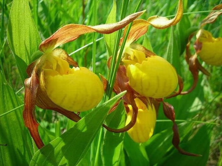 Yellow and Purple Lady Slippers