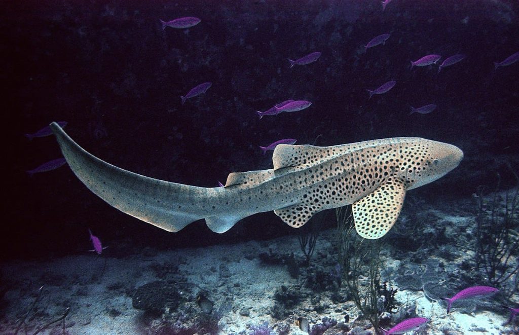 Zebra Shark