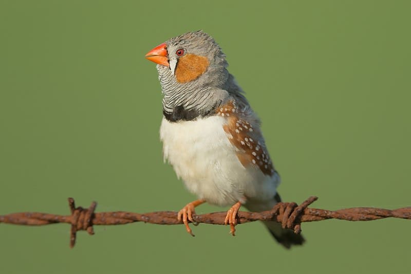 Zebra finch