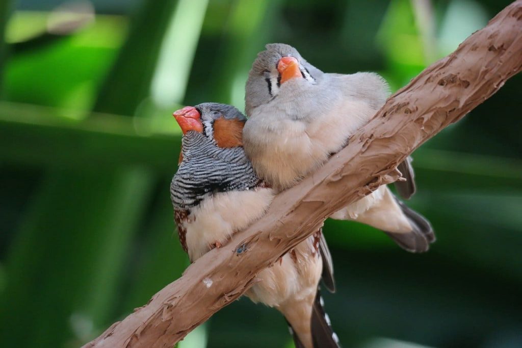 Zebra finches