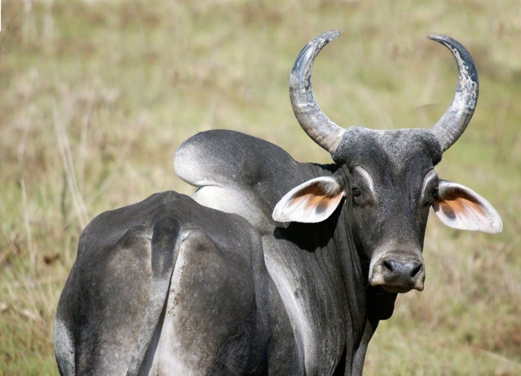 Zebu