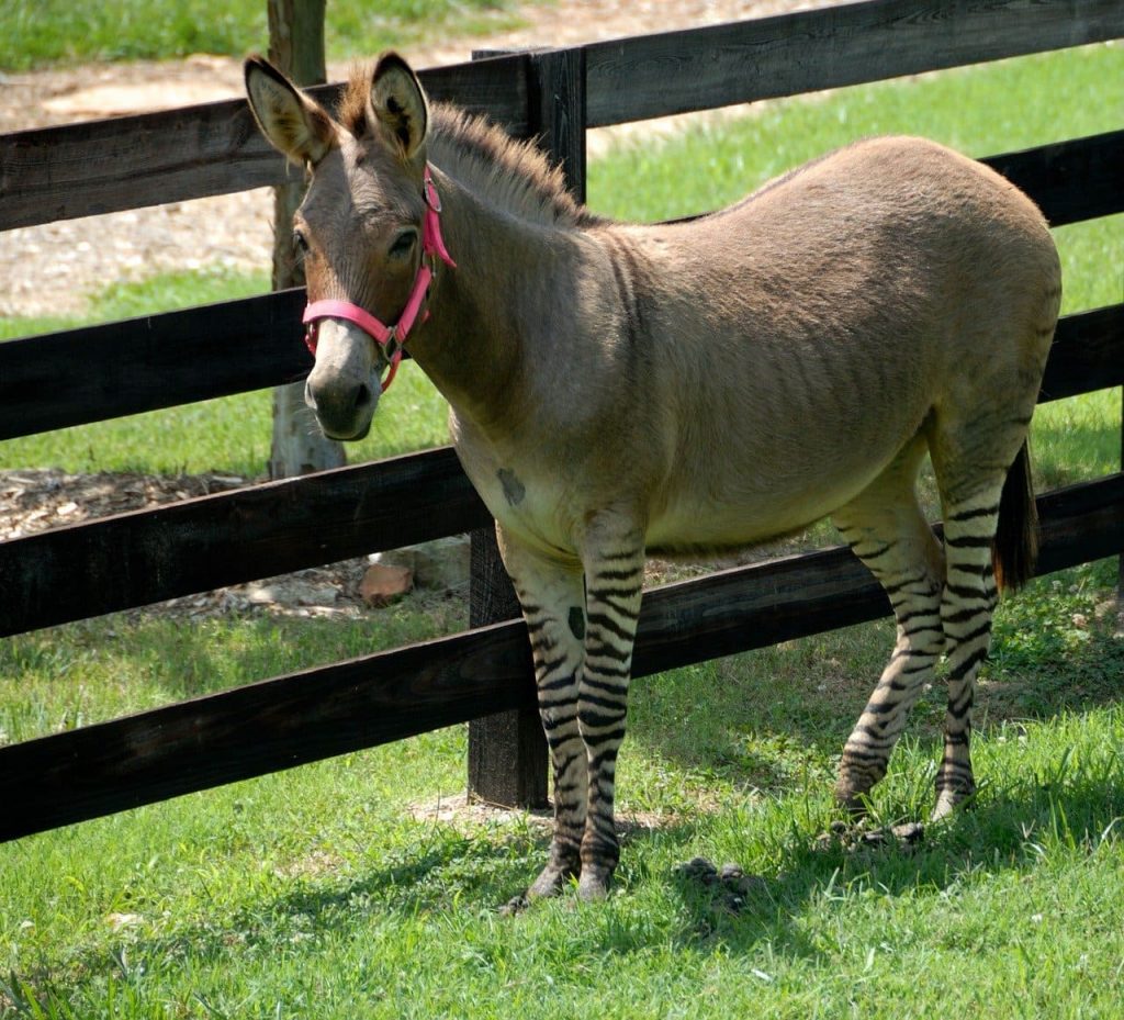 Zonkey