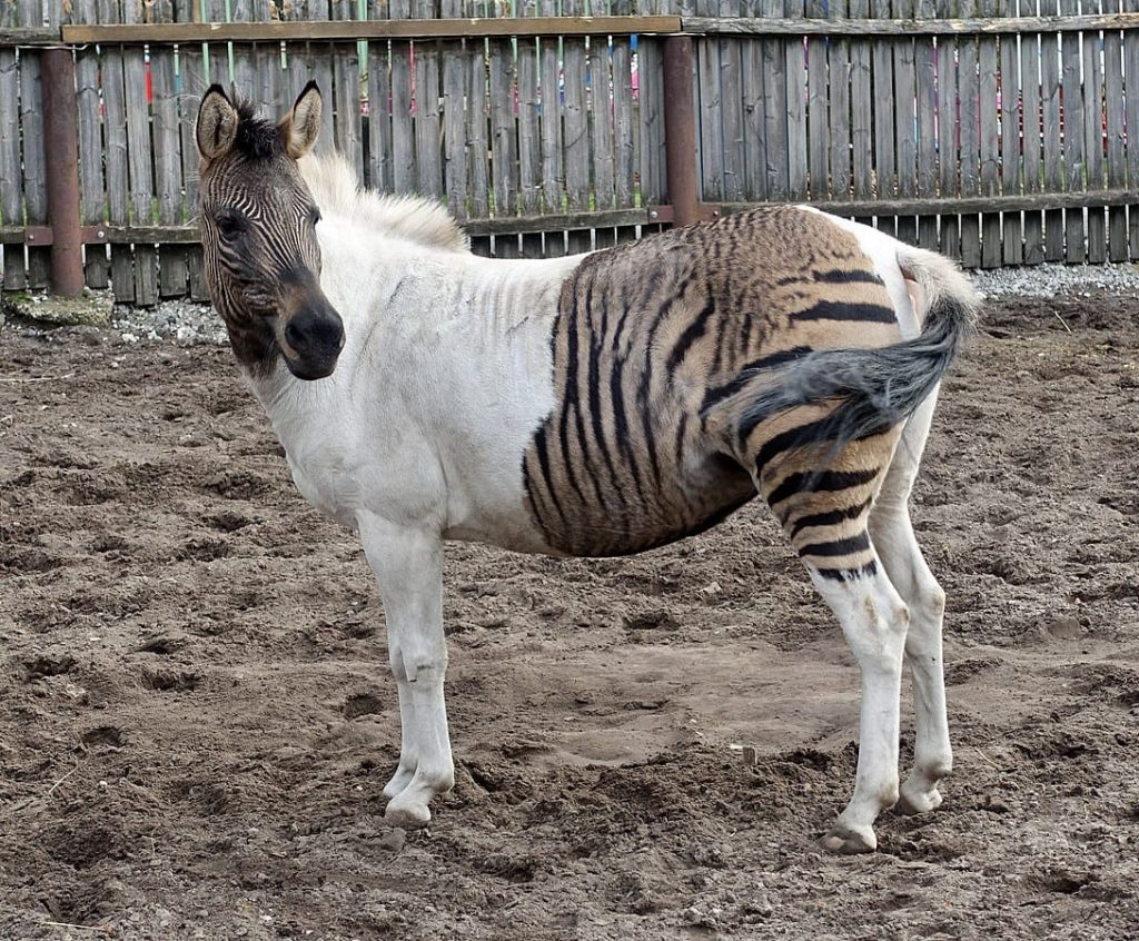 Zorse