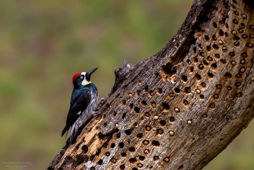 Acorn Woodpecker