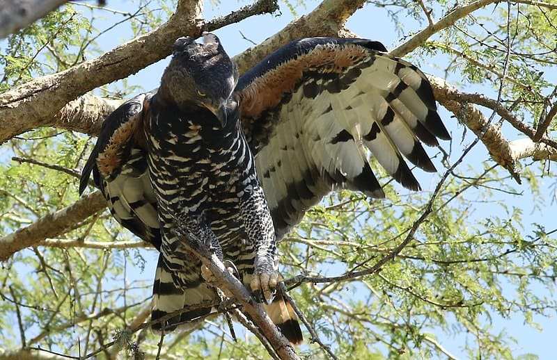 African Crown Eagle