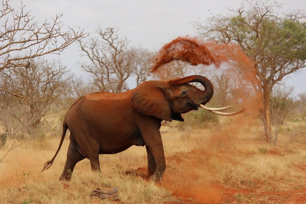 African elephant