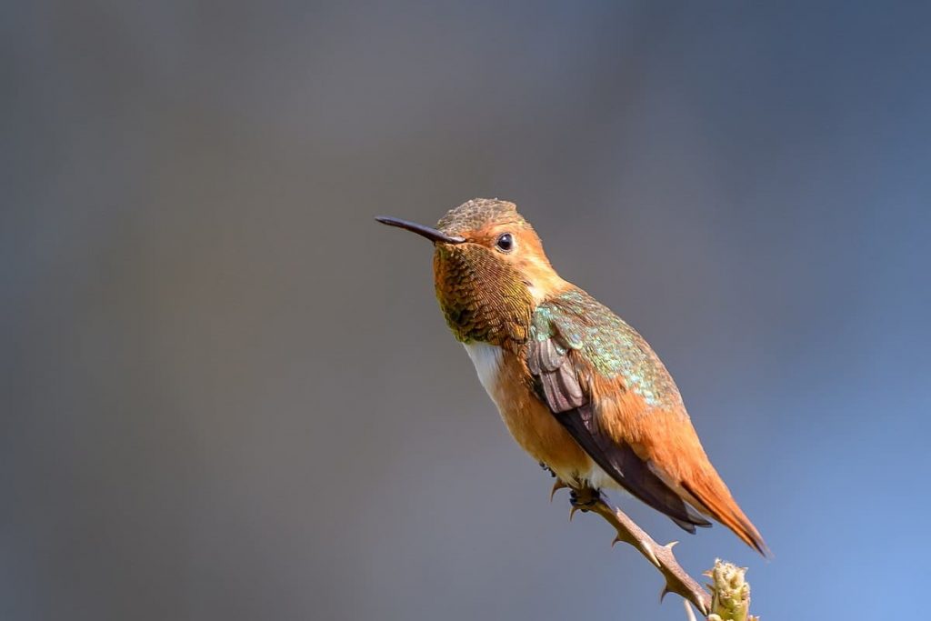 Allen’s hummingbird