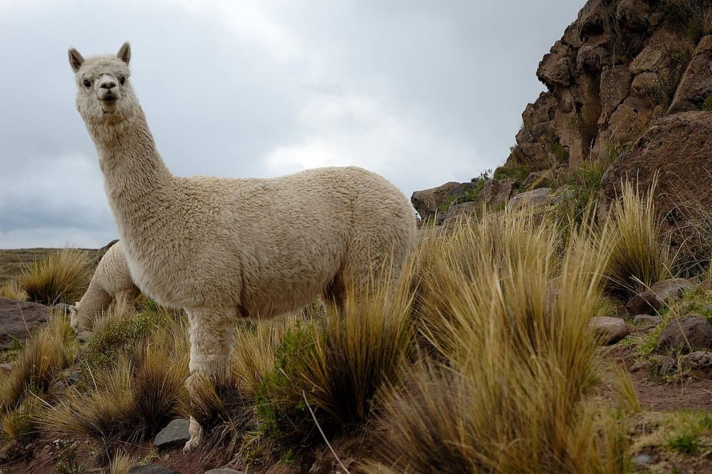 Alpacas