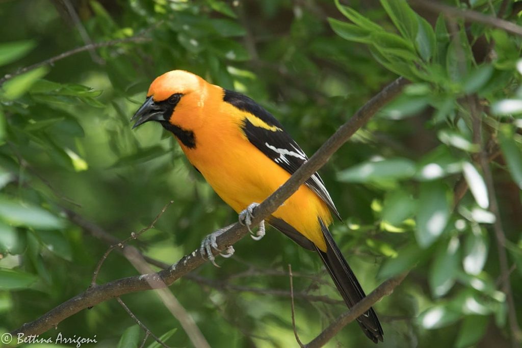 Altamira Oriole