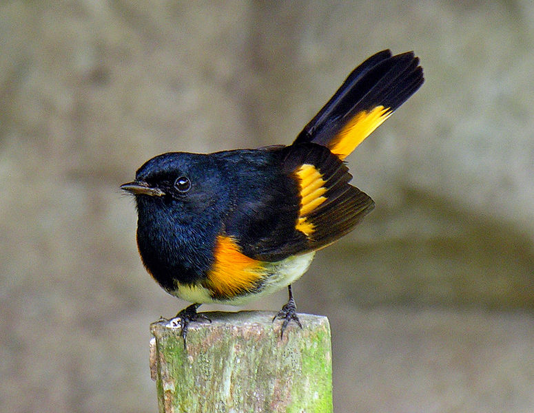 Black Birds Orange Wings