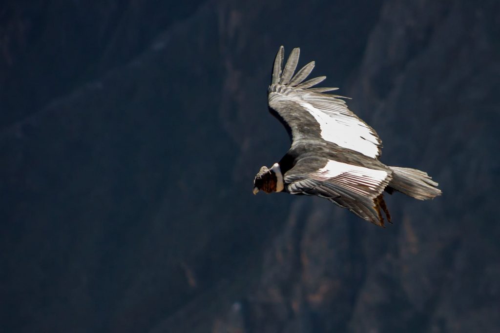 Andean Condor