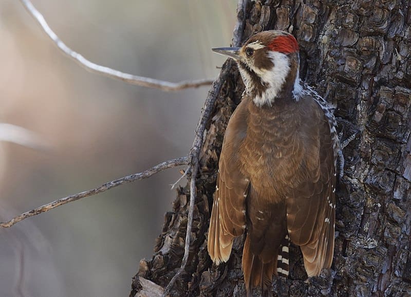 Arizona Woodpecker