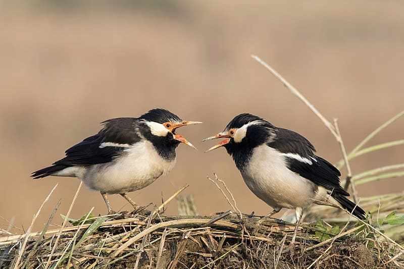 Asian Pied Starling