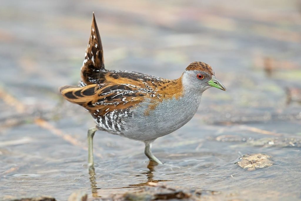 Ballion’s Crake