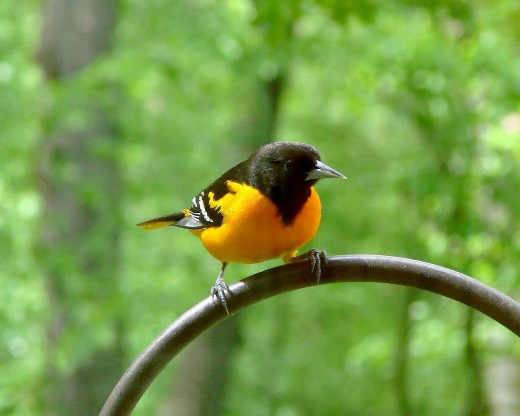 Baltimore Oriole