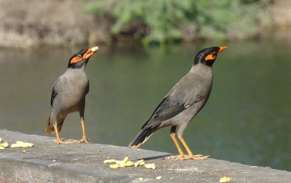 Bank Myna