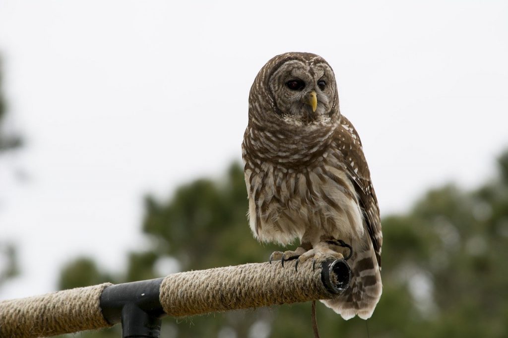 Barred Owl