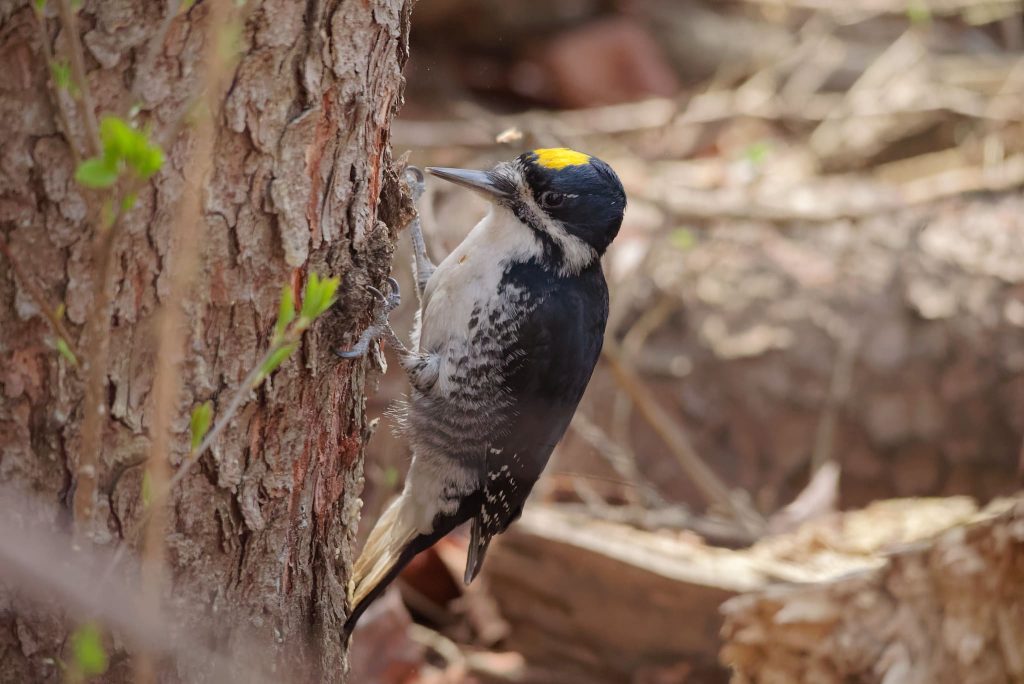 Black-Backed Woodpecker