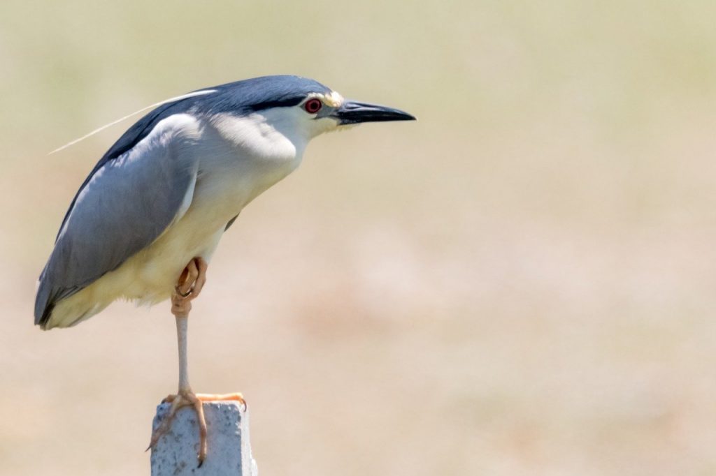 Black-Crowned Night Heron