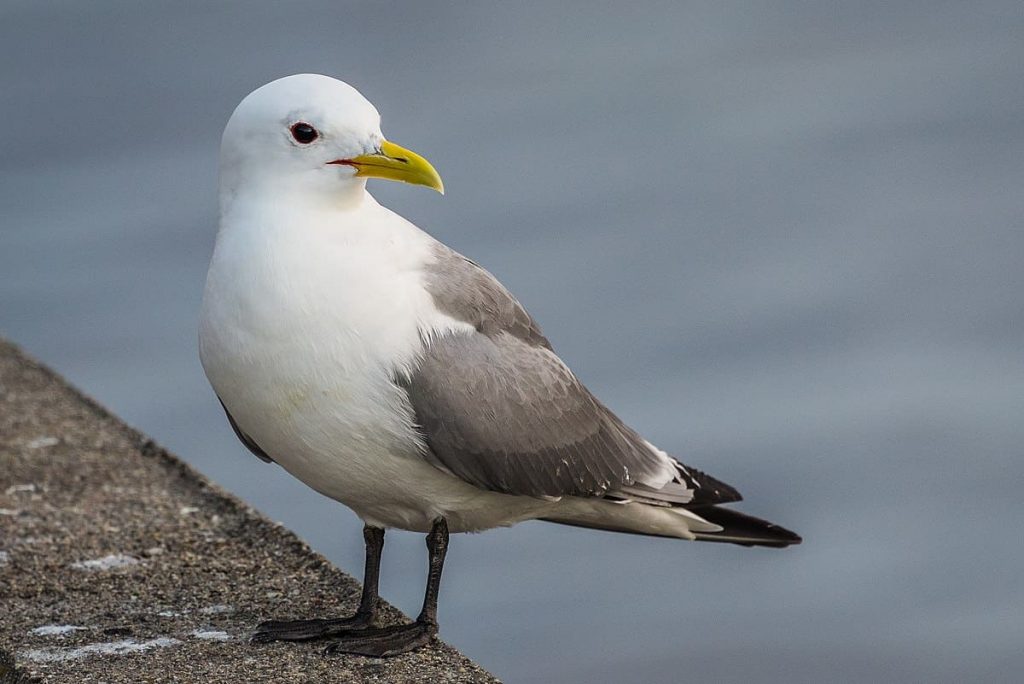 Black-Legged Kittiwake