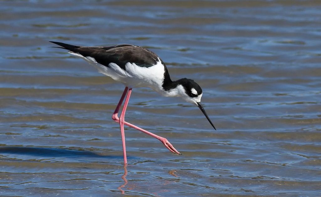 Black-Necked-Stilt-1024x628.jpg