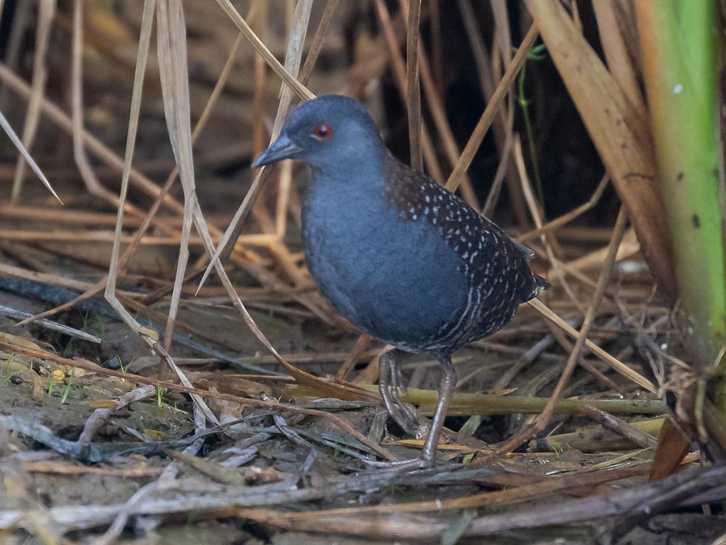 Black Rail