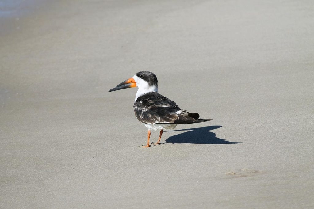 Black Skimmer