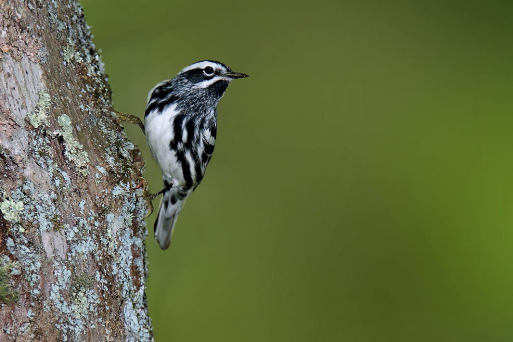 Black-White warbler