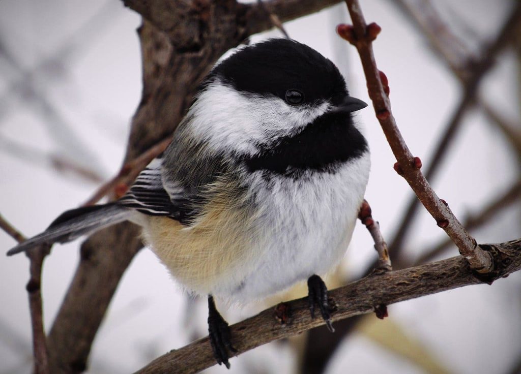 Black-capped-Chickadee-1024x736.jpg